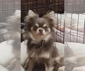 Chihuahua-Unknown Mix Dogs for adoption in Princeton, MN, USA