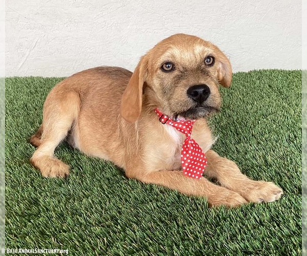 Medium Photo #3 Mutt Puppy For Sale in San Diego, CA, USA