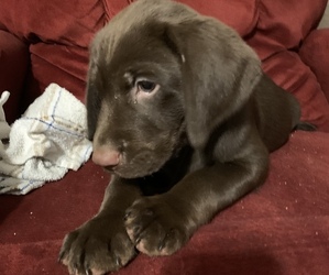 Labrador Retriever Puppy for sale in SPOTSYLVANIA, VA, USA