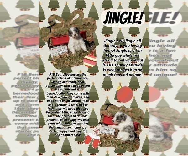 Medium Photo #5 Bernedoodle (Miniature) Puppy For Sale in PRAIRIE VIEW, KS, USA