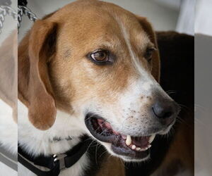 Mutt Dogs for adoption in Wilmington, NC, USA