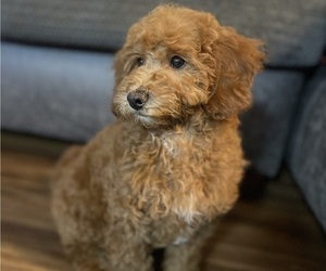 Goldendoodle (Miniature) Puppy for sale in ITASCA, IL, USA