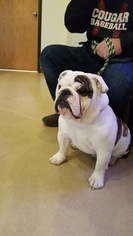 Father of the Bulldog puppies born on 03/22/2017