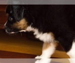 Small Photo #8 Australian Shepherd Puppy For Sale in GREER, SC, USA