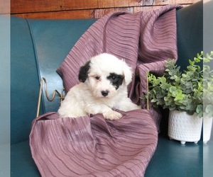 Poochon Puppy for sale in LE MARS, IA, USA