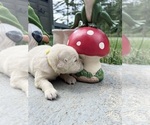 Small #10 Golden Retriever