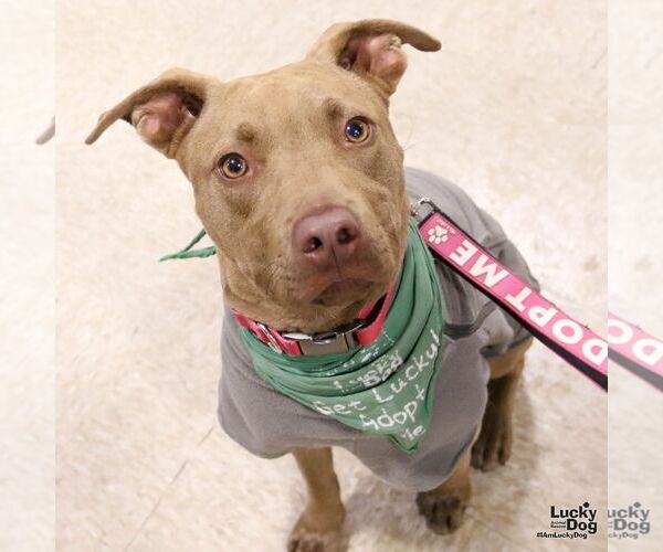 Medium Photo #5 Labrador Retriever-Unknown Mix Puppy For Sale in Washington, DC, USA