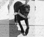 Small #14 Labrador Retriever Mix