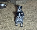 Small Australian Cattle Dog
