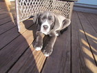 Puppy 2 Labrador Retriever-Saint Bernard Mix