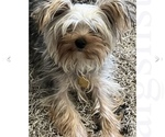 Small Photo #4 Yorkshire Terrier Puppy For Sale in MANTECA, CA, USA