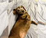 Small Photo #2 Dachshund Puppy For Sale in Weston, FL, USA