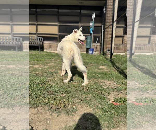 Medium Photo #5 Anatolian Shepherd-Unknown Mix Puppy For Sale in Rowlett, TX, USA
