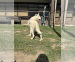 Small #4 Anatolian Shepherd Mix