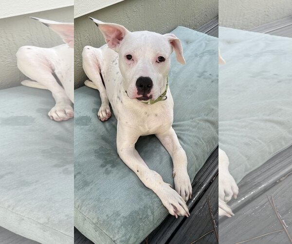 Medium Photo #1 Mutt Puppy For Sale in Royal Palm Beach, FL, USA