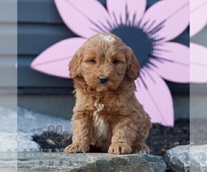 Goldendoodle (Miniature) Puppy for sale in MANHEIM, PA, USA