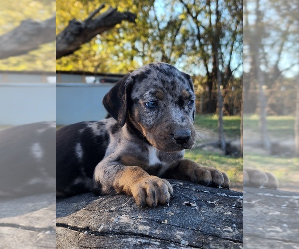 Medium Photo #10 Catahoula Leopard Dog Puppy For Sale in CUMBY, TX, USA