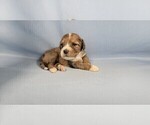Small Photo #100 Bernedoodle (Miniature) Puppy For Sale in BLACK FOREST, CO, USA