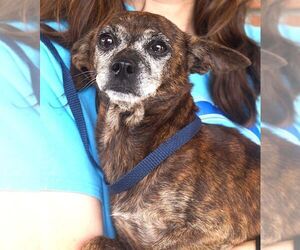 Chihuahua-Unknown Mix Dogs for adoption in Carrollton, TX, USA