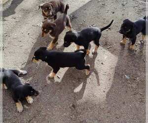 Alusky-Doberman Pinscher Mix Puppy for sale in RICHLAND, WA, USA