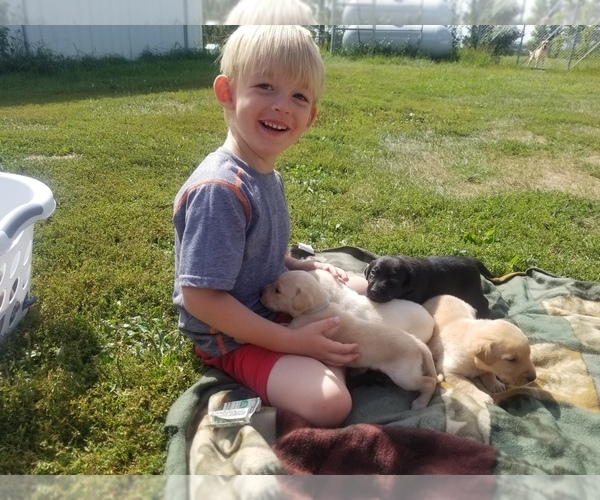 Medium Photo #11 Labrador Retriever Puppy For Sale in JACKSON, MN, USA