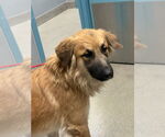 Small Great Pyrenees Mix
