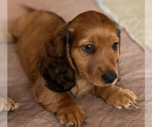 Dachshund Puppy for sale in PERRYSBURG, OH, USA