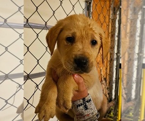 Golden Labrador Puppy for sale in CALIFORNIA, MO, USA