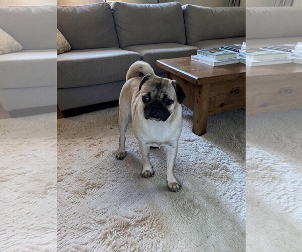 Medium Photo #2 Pug Puppy For Sale in Menifee, CA, USA
