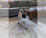 Small #1 Pug