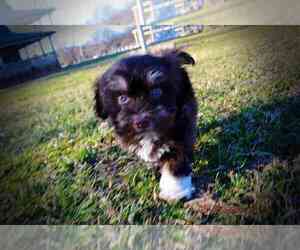Havanese Puppy for sale in MARSHFIELD, MO, USA