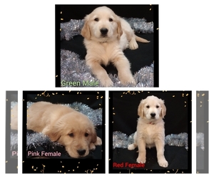 Golden Retriever Puppy for sale in MOUNT GILEAD, NC, USA
