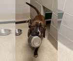 Small #16 American Pit Bull Terrier