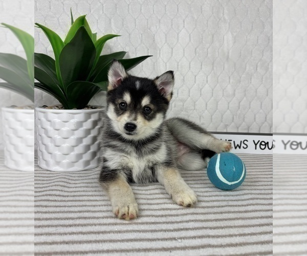 Medium Photo #3 Pomsky Puppy For Sale in GREENFIELD, IN, USA