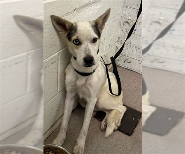 Medium Photo #1 Mutt Puppy For Sale in San Bernardino, CA, USA