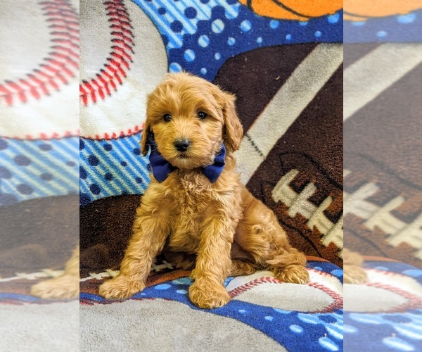 Medium Photo #3 Goldendoodle-Poodle (Miniature) Mix Puppy For Sale in NEW PROVIDENCE, PA, USA