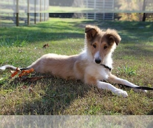 Collie Puppy for sale in KINGSPORT, TN, USA