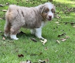 Small Photo #9 Australian Shepherd Puppy For Sale in ATLANTA, GA, USA