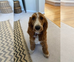 Mother of the Aussiedoodle puppies born on 03/31/2025