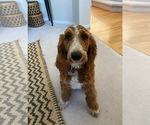 Small Photo #1 Aussiedoodle Puppy For Sale in SPANAWAY, WA, USA