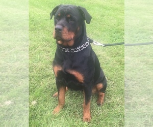 Rottweiler Puppy for sale in POLO, MO, USA