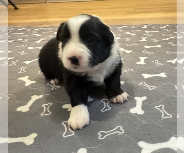 Medium Photo #12 Australian Shepherd Puppy For Sale in SALISBURY, NC, USA