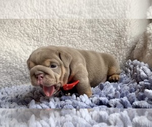 English Bulldog Puppy for sale in PICO RIVERA, CA, USA