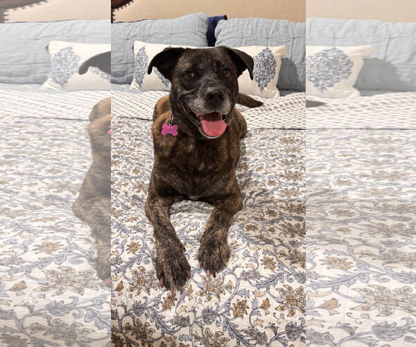 Medium Photo #21 Boxer-Unknown Mix Puppy For Sale in Fort Worth, TX, USA