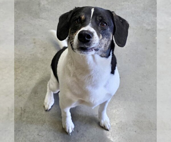 Medium Photo #1 Beagle-Unknown Mix Puppy For Sale in Batavia, OH, USA