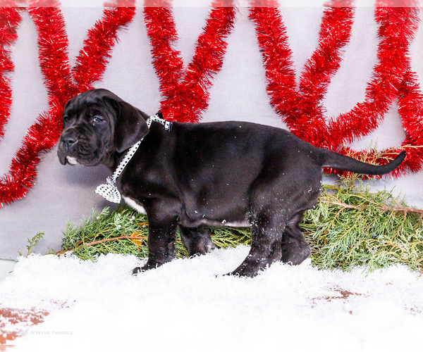 Medium Photo #11 Great Dane Puppy For Sale in WAKARUSA, IN, USA