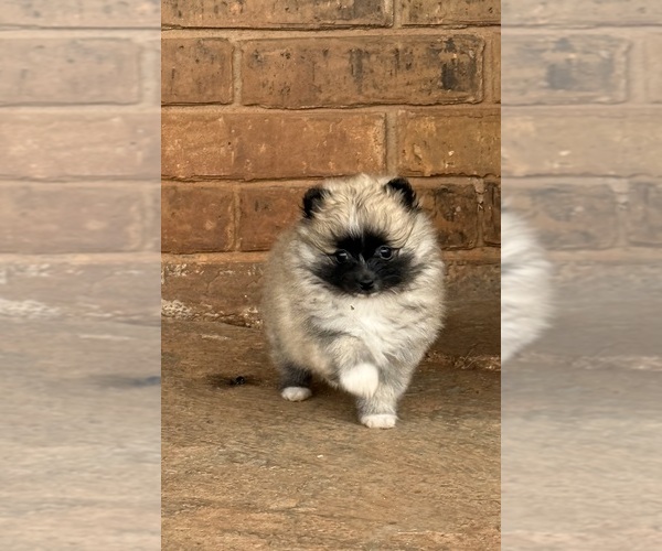 Medium Photo #1 Pomeranian Puppy For Sale in ENID, OK, USA