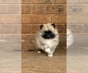 Pomeranian Puppy for sale in ENID, OK, USA