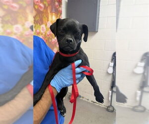 Chihuahua-Unknown Mix Dogs for adoption in San Bernardino, CA, USA