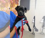 Small Chihuahua Mix